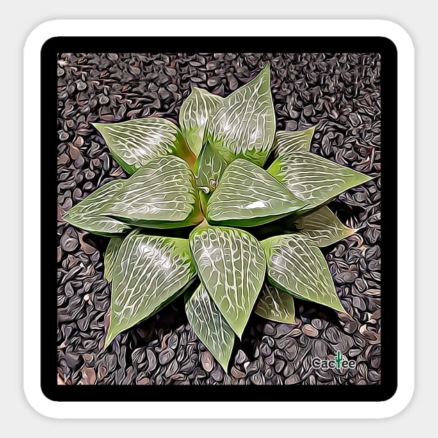 Haworthia Retusa Sticker by Cactee